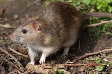 வீட்ல எலித் தொல்லை பாடாய்படுத்துதா !அப்போ இந்த ஈஸி டிப்ஸ பாலோ பண்ணி பாருங்க! 1 கூட தப்பிக்காது!