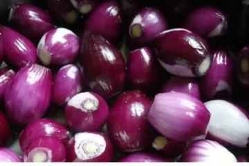 தினமும் சின்ன வெங்காயத்தை பச்சையாக சாப்பிடலாமா? இனி தெரிஞ்சிட்டு சாப்பிடுங்க...!