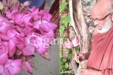 දුර්ලභ හට ගැනීමක්. - බලන්න මීට කලින් මෙහෙම නෙලුම් දැකලා තියේද කියලා. - (PHOTO)