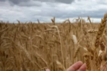 மற்றுமொரு ஏற்றுமதியை நிறுத்திய ரஷ்யா