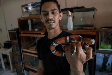 வீட்டை 45 விஷப்பாம்புகள், உடும்புகளுடன் பகிர்ந்து கொண்டு வாழும் இளைஞன்! வியக்கவைக்கும் பின்னணி