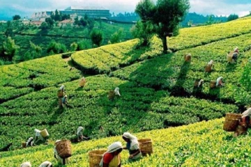 ரஷ்யாவிற்கு சிரமங்களுக்கு மத்தியில்  இறக்குமதி செய்த இலங்கை