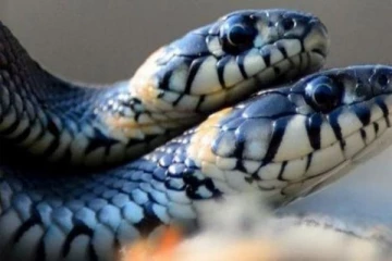 துணையை விழுங்கும் பெண் அனகோண்டா.. தனிமைக்கு பின்பு இப்படியொரு பயங்கரமா?