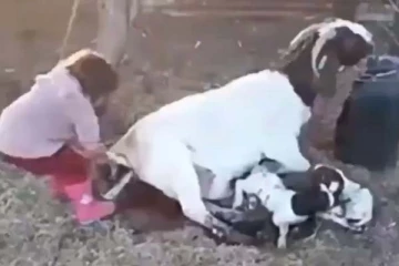 ஆடுக்கு பிரசவம் பார்த்த குட்டி குழந்தை... சிலிர்க்க வைக்கும் காட்சி