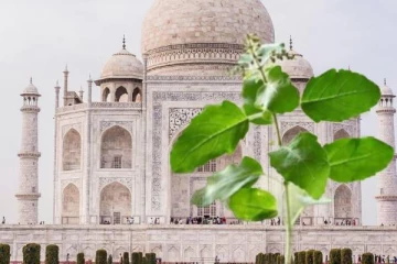 தாஜ்மஹால் வளாகத்தில் துளசி செடிகள் அதிகளவில் இருப்பது ஏன்? காரணம் தெரியுமா