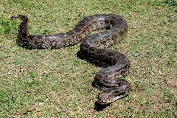 பலாங்கொடையில் பீதியை ஏற்படுத்திய 13 அடி நீள மலைப்பாம்பு!