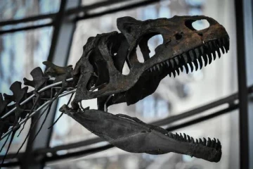 67 மில்லியன் ஆண்டுகள் பழமையான டி-ரெக்ஸ் எலும்புக்கூடு: சுவிட்சர்லாந்தில் நடக்க இருக்கும் ஏலம்