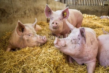 තත්වය එන්න එන්නම දරුණු වෙයි?..අප්‍රිකානු සූකර උණ ගැන යලිත් අනතුරු ඇඟවීමක්...