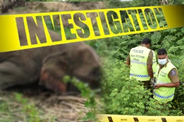 கந்தளாய் பகுதியில் காட்டு யானையொன்று மர்மமான முறையில் உயிரிழப்பு