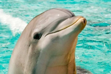 பிரித்தானியாவிலுள்ள டால்பின்கள் அனைத்தும் இவர் ஒருவருக்குத்தான் சொந்தம்: ஒரு சுவாரஸ்ய தகவல்