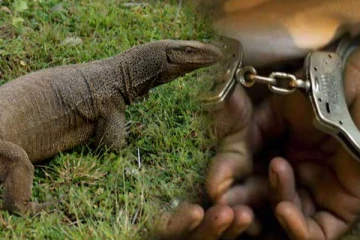 අධීවේගයේ ගිය දඹ රන් තලගොයා...(VIDEO)