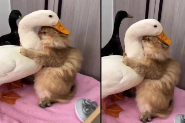 வாத்தை கட்டியணைத்து முத்தம் கொடுத்த பூனை.. பார்ப்பவர்களை நகைக்க வைத்த காணொளி