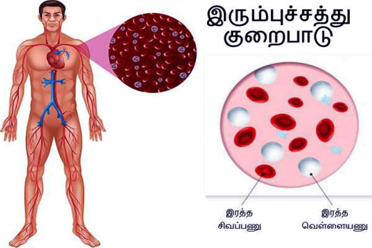 எந்த உணவுகளில் இரும்புச்சத்து அதிக அளவில் உள்ளது? | Which Foods Are High In Iron எந்த உணவுகளில் இரும்புச்சத்து அதிக அளவில் உள்ளது? | Which Foods Are High In Iron