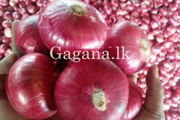 ලොකු ළුෑණු මිල සීඝ්‍රයෙන් පහළ බසී..කිලෝ 02කම 100ට විකුණයි..