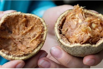 ஆண்கள் விளாம்பழம் சாப்பிடலாமா? இந்த தவறை மட்டும் செய்யாதீங்க