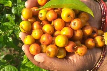 கொரோனா காலத்தில் எப்பவும்  உடலில் எதிர்ப்பு சக்தி வேணுமா?  இந்த சிறிய பழம் போதும்!