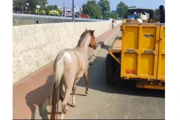 குட்டியை துாக்கிச் சென்ற ஊழியர்கள் - பின்னால் ஓடிய தாய் குதிரை