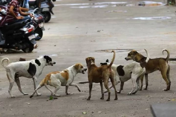 தெரு நாய்களை முழுவதும் அகற்றுங்க; இவ்வளவுதான் டைம் - உச்சநீதிமன்றம்