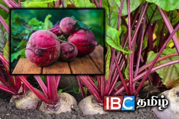 இரத்த அழுத்தத்தைக் கட்டுப்படுத்தும் இயற்கை உணவு : கூடுதல் நன்மைகளை தரும் பீட்ரூட்