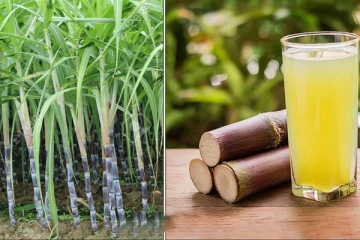 வெயில் காலத்தில் கரும்பு ஜூஸ் குடிப்பதனால் கிடைக்கும் நன்மைகள் தெரியுமா?