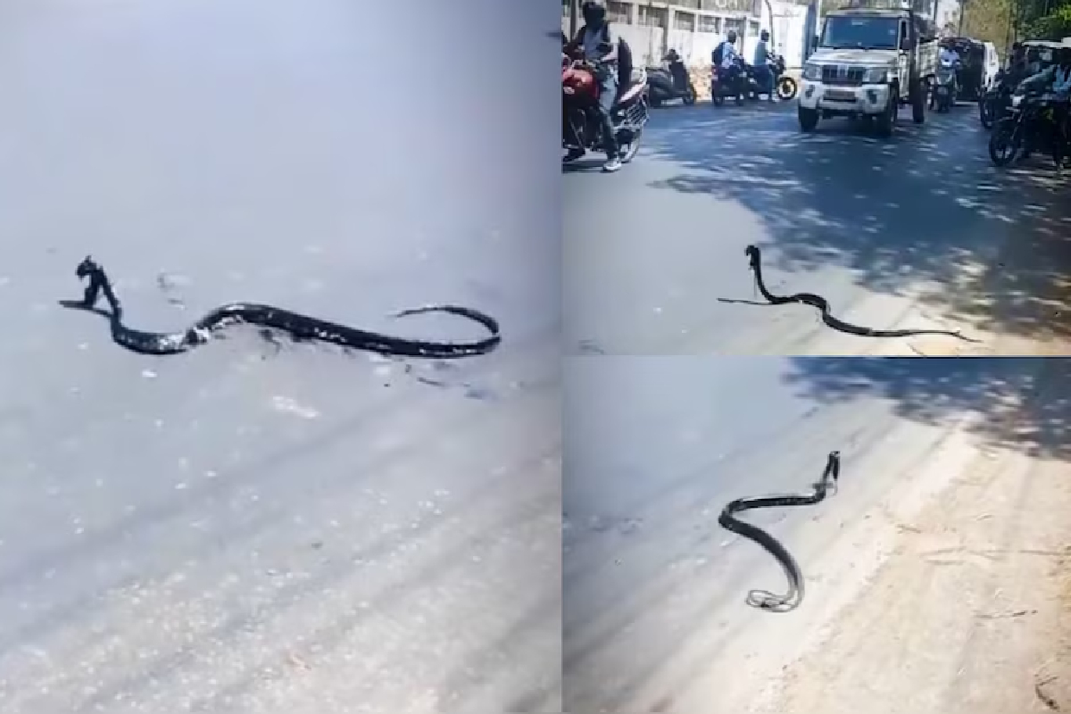 வாயில் எலியுடன் சுடசுட ஓடிய நாகபாம்பு! நகைச்சுவை தருணம் - வைரலாகும் காணொளி | Cobra Snatched A Mouse And Ran Away Moment