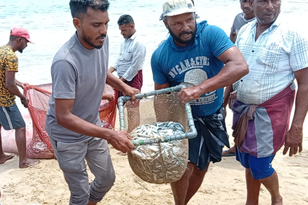 பெரும் மகிழ்ச்சியில் அம்பாறை கடற்றொழிலாளர்கள்! குவிந்து கிடக்கும் மீன்கள் | Monsoon Rains Large Number Fish Species பெரும் மகிழ்ச்சியில் அம்பாறை கடற்றொழிலாளர்கள்! குவிந்து கிடக்கும் மீன்கள் | Monsoon Rains Large Number Fish Species
