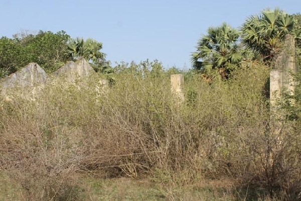 கிளிநொச்சியில் உவர் நிலங்களாக மாறும் விவசாயக் காணிகள் | Agricultural Lands Brackish Lands Kilinochchi
