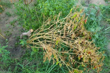 மிளகாய் பயிர்களில் ஒருவித வாடல் நோய்: விவசாயிகள் பாதிப்பு (Photos)