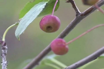 இலந்தைப்பழம் அளவில் காய்க்கும் ஹைபிரிட் ஆப்பிள்