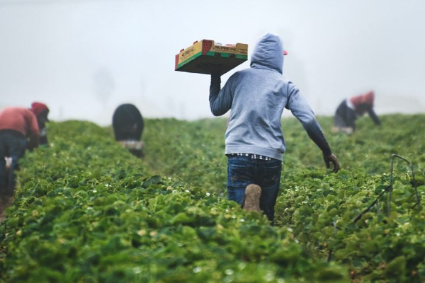 கனடாவில் உணவுக்குக் கூட கஷ்டப்படும் பண்ணை பணியாளர்கள்... | Anada Farms Workers Go Hungry