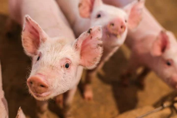 வைரஸ் தொற்றினால் 1000க்கும் மேற்பட்ட பன்றிகள் உயிரிழப்பு