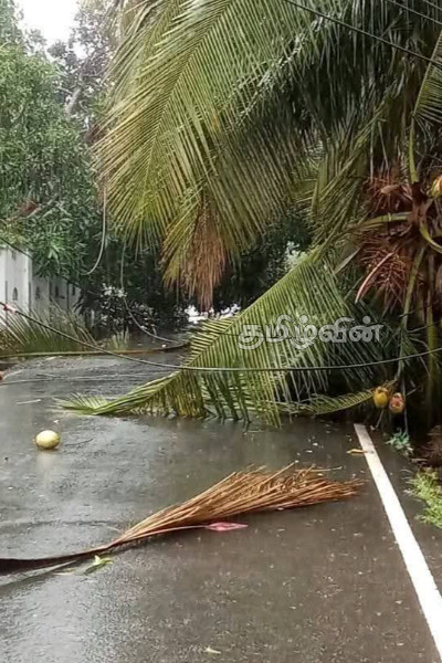 மட்டக்களப்பில் பலத்த காற்றுடன் மழை: பல வீடுகள் சேதம்-போக்குவரத்து பாதிப்பு | Rain With Strong Winds In Batticaloa District