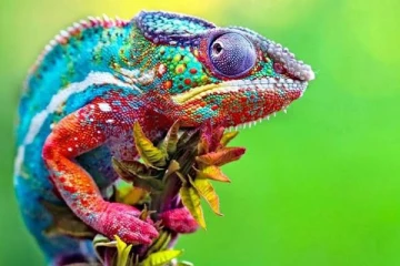 விலங்குகளை பற்றி சில நம்ப முடியாத தகவல்கள்! இதோ சில உங்களுக்காக