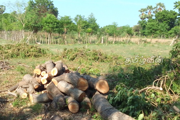 மக்களின் காணிகளில் அனுமதியின்றி வேப்பமரம் தறிப்பு | Cutting Neem Trees Without Permission In People