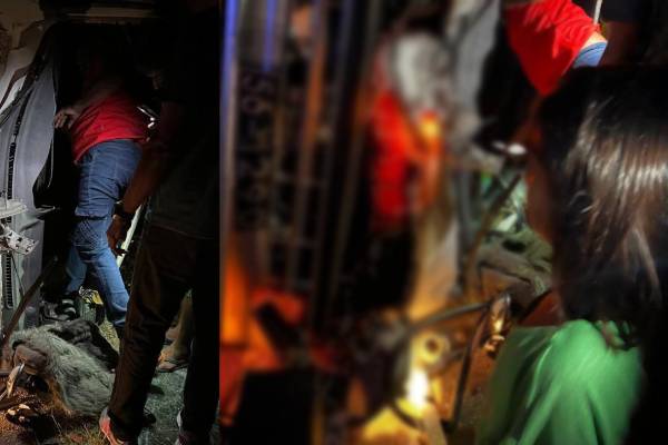 கிண்ணியா நோக்கி பயணித்த வான்! யானையால் நடந்த விபரீதம் | Van Damaged By Elephant Attack Kinniya