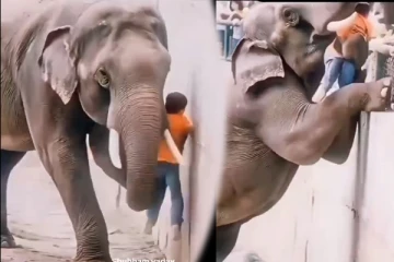 Fact Check: சிறுவனைக் காப்பாற்றி பெற்றோரிடம் ஒப்படைத்த யானை: உண்மை பின்னணி இதோ