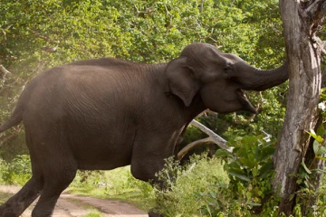 பனாகொட இராணுவ முகாமில் யானை தாக்கி படைவீரர் பலி