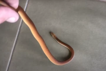 அவுஸ்திரேலியாவில் கிறிஸ்துமஸ் மரத்துக்கு அடியில் கொடூர விஷ தன்மையுடைய பாம்பு