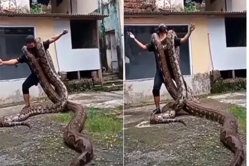 20 அடி பாம்புகளை தோளில் சுமந்து நடனம் ஆடிய வாலிபர்; வைரலாகும் காணொளி !!