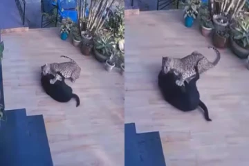 சிறுத்தையுடன் சண்டைபிடித்த நாய்! கடைசியில் வெற்றி பெற்றது யார்?