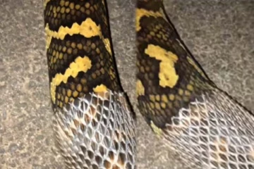 பாம்பு தோல் உரிப்பதை பார்த்ததுண்டா? தத்ரூப காணொளி இதோ