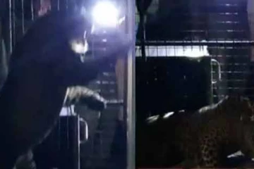 නිවසක වහලයත් කඩාගෙන ඇදට වැටුණු කොටියා - මෙරටින් වාර්තා වන භයානක පුවත..(VIDEO)