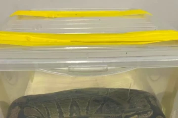 சுவிட்சர்லாந்தில் மலைப்பாம்பை மடியில் வைத்துக்கொண்டு பயணம் செய்த நபர்