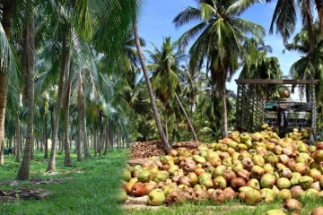 கிளிநொச்சியில் 600 தென்னம் பிள்ளைகள் திருட்டு - விசாரணைகள் ஆரம்பம்