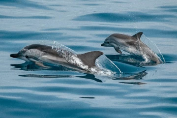 அமேசான் காடுகளில் இறந்த 100க்கும் மேற்பட்ட டால்பின்கள்; விஞ்ஞானிகள் கவலை