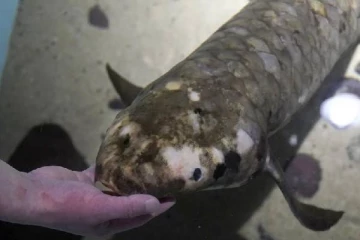 கடலுக்கடியில் தனித்து வாழும் 90 வயதான "மெதுசெலா" மீன்