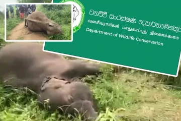 மின்கம்பியில் சிக்கி இரண்டு யானைகள் உயிரிழப்பு