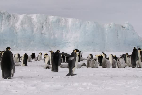 தனியாக பயணித்த பென்குயின்! விஞ்ஞானிகள் கூறும் காரணம் என்ன? | Encounters At The End Of The World Penguin Viral தனியாக பயணித்த பென்குயின்! விஞ்ஞானிகள் கூறும் காரணம் என்ன? | Encounters At The End Of The World Penguin Viral