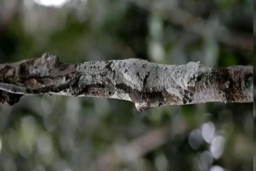 Viral Post: உங்களால் 60 நொடிகளில் இதில் மறைந்துள்ளதை கண்டுபிடிக்க முடியுமா?