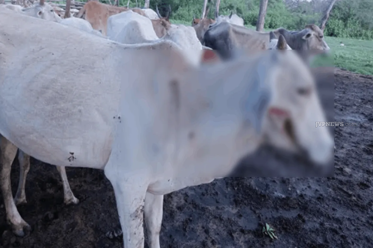 தமிழர் பகுதியில் இரவு மேய்ச்சலுக்காக சென்ற ஜீவன்களுக்கு துப்பாக்கிச் சூடு | Livestock Targeted In Nighttime Attack